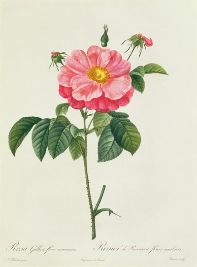 Rosa Gallica Flore Marmoreo von Pierre Joseph Redouté